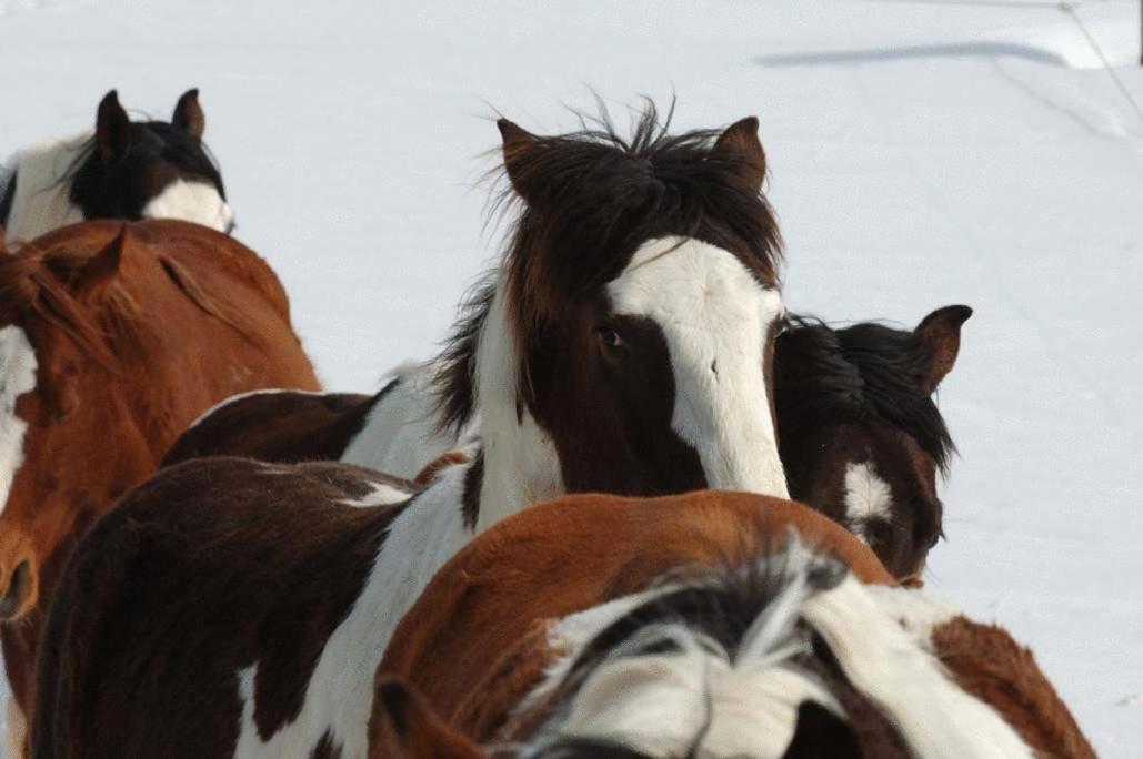 Espi-Stables Ferienhof Esterhammer Liebenau  Екстериор снимка